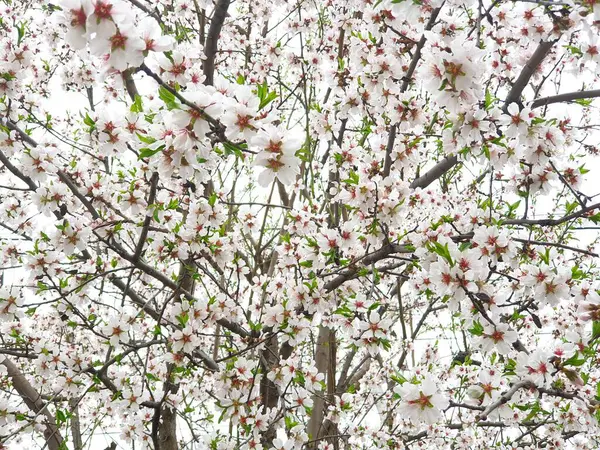 Vår Blomning Blommor Ett Träd Vita Blommor — Stockfoto