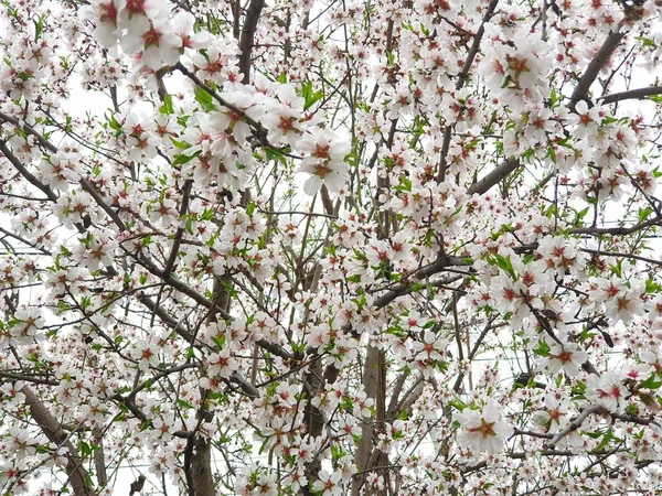 Floración Primaveral Las Flores Sobre Árbol Las Flores Blancas — Foto de Stock