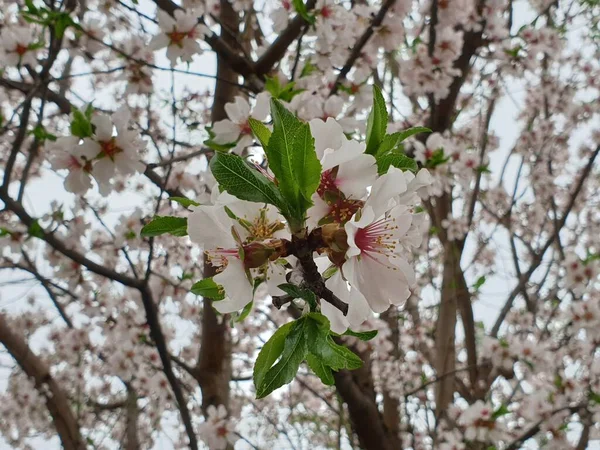 Floración Primaveral Las Flores Sobre Árbol Las Flores Blancas — Foto de Stock