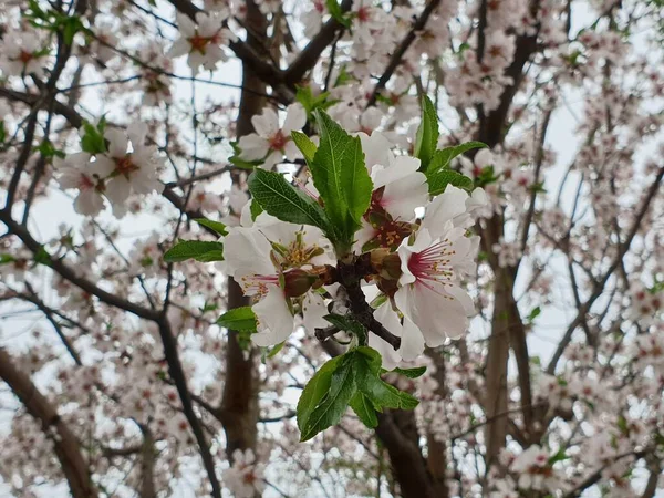 Весеннее Цветение Цветов Дереве Белые Цветы — стоковое фото