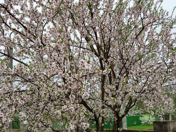 春花盛开在树上 白花盛开 — 图库照片
