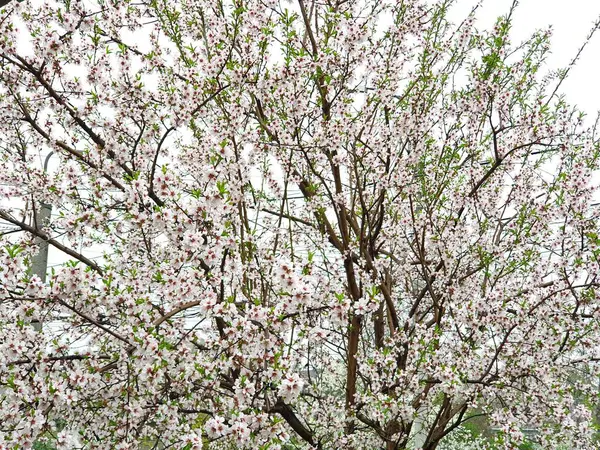 Весеннее Цветение Цветов Дереве Белые Цветы — стоковое фото