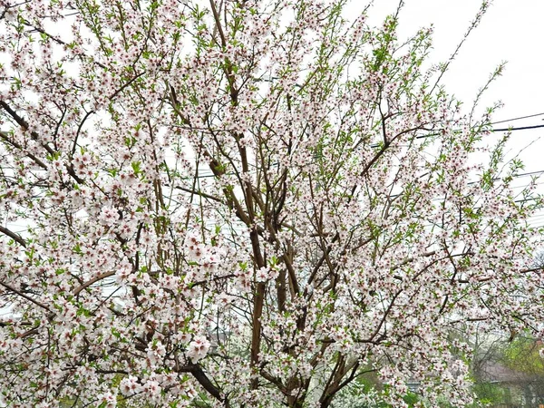 Wiosenne Kwitnienie Kwiatów Drzewie Białe Kwiaty — Zdjęcie stockowe
