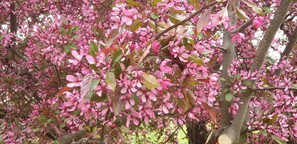 Arbusto Flores Roxas Início Primavera — Fotografia de Stock