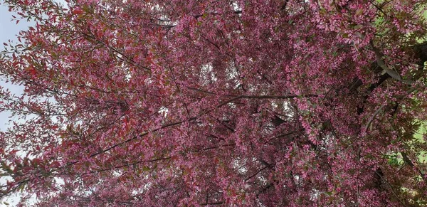 Bush Purple Flowers Beginning Spring — Stock Photo, Image