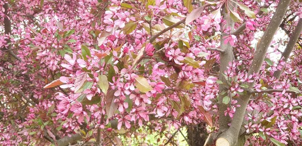 Arbusto Flores Roxas Início Primavera — Fotografia de Stock