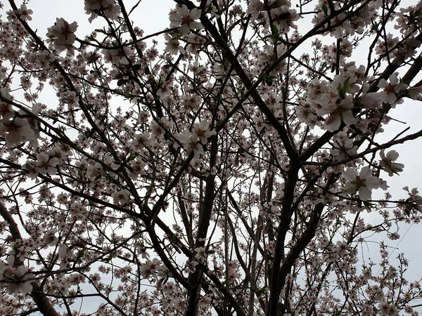 Floração Primavera Flores Uma Árvore Flores Brancas — Fotografia de Stock