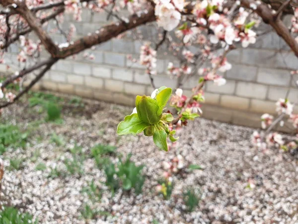 Bir Ağaçta Çiçek Açan Bahar Beyaz Çiçekler — Stok fotoğraf