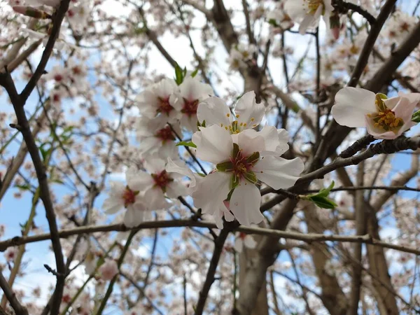 木の上の花の春の開花白い花 — ストック写真