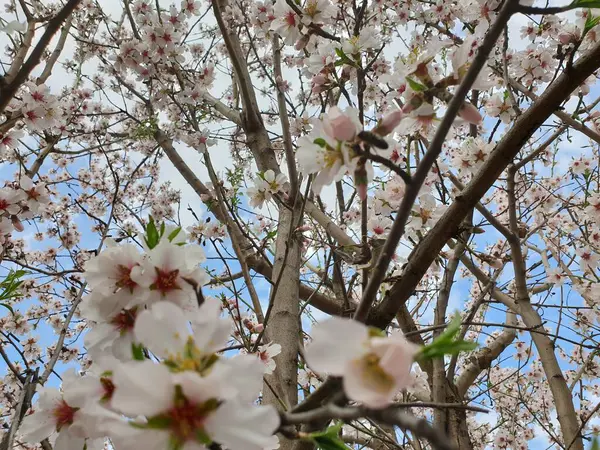 Весняне Цвітіння Квітів Дереві Білі Квіти — стокове фото