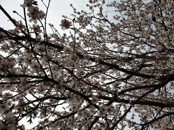 Floração Primavera Flores Uma Árvore Flores Brancas — Fotografia de Stock