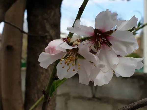 Bir Ağaçta Çiçek Açan Bahar Beyaz Çiçekler — Stok fotoğraf