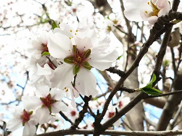 Весняне Цвітіння Квітів Дереві Білі Квіти — стокове фото