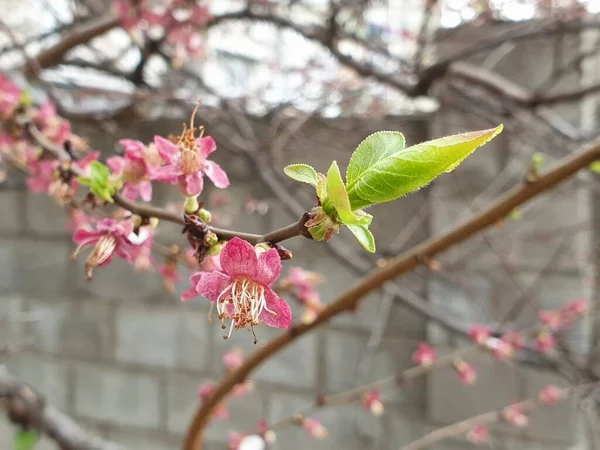 Bir Ağaçta Çiçek Açan Bahar Beyaz Çiçekler — Stok fotoğraf