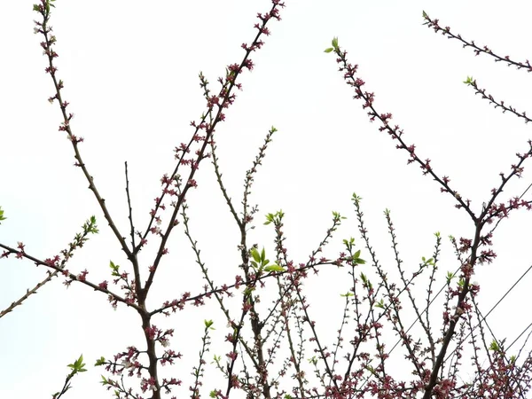 Vår Blomning Blommor Ett Träd Vita Blommor — Stockfoto