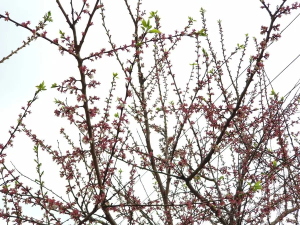 Floração Primavera Flores Uma Árvore Flores Brancas — Fotografia de Stock