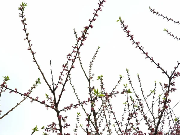 Floração Primavera Flores Uma Árvore Flores Brancas — Fotografia de Stock