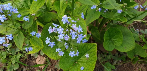 美しい緑の背景のような癒しの花 — ストック写真