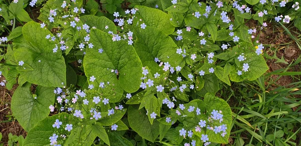 Güzel Yeşil Bir Arka Plan Gibi Rahatlatıcı Çiçekler — Stok fotoğraf