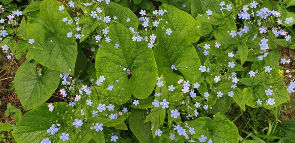 Rustgevende Bloemen Als Een Mooie Groene Achtergrond — Stockfoto