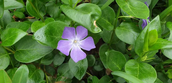 美しい緑の背景のような癒しの花 — ストック写真