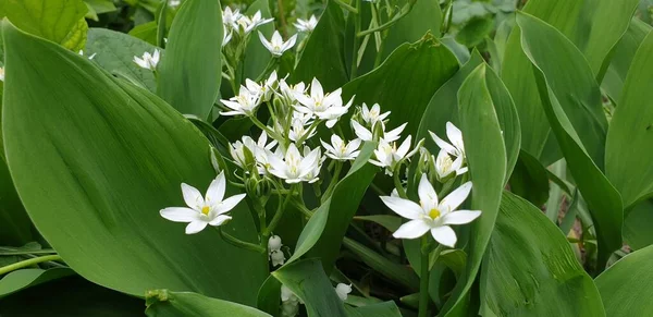 white small flowers, green large leaves and white flowers