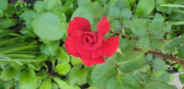 Bellissimi Fiori Bella Rosa Rossa Fioritura Estiva Bella Natura — Foto Stock