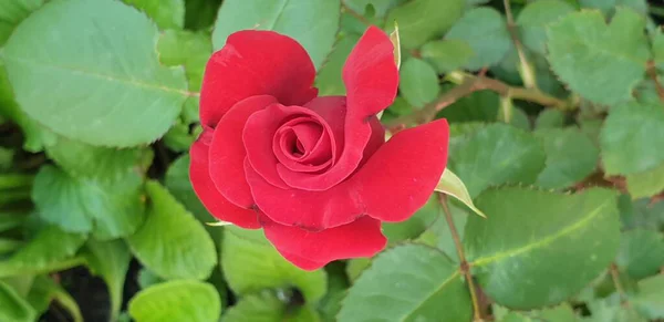 Flores Bonitas Rosa Vermelha Bonita Flor Verão Natureza Bonita — Fotografia de Stock