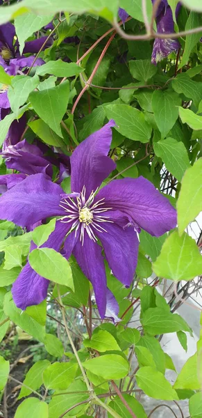 beautiful flowers, the first flowers of summer, beautiful nature