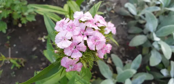 Hermosas Flores Las Primeras Flores Del Verano Hermosa Naturaleza — Foto de Stock