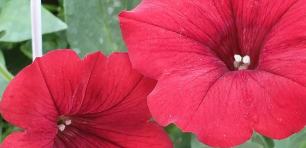 Bellissimi Fiori Fiori Brillanti Foglie Verdi Rosso Brillante — Foto Stock