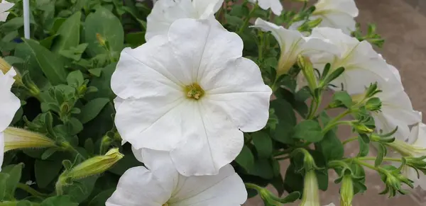 Bílá Květina Květináči Zelené Listy — Stock fotografie