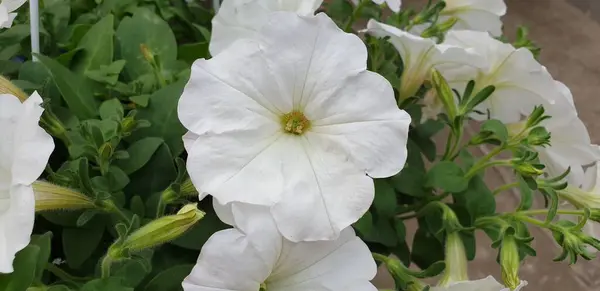 Tencerede Beyaz Çiçek Yeşil Yapraklar — Stok fotoğraf