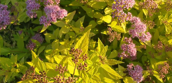 Purple Flowers Light Green Leaves — Stock Photo, Image