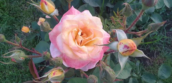 Ροζ Τριαντάφυλλα Πράσινο Φόντο Παρτέρια Λουλουδιών — Φωτογραφία Αρχείου