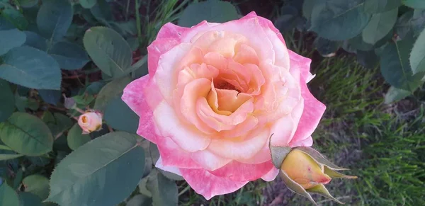 Рожеві Троянди Зеленому Фоні Клумби — стокове фото