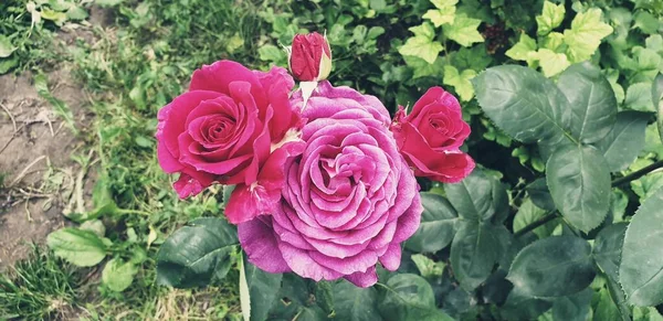 绿色背景花坛上的粉红玫瑰 — 图库照片