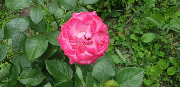 배경의 꽃밭에 분홍빛 — 스톡 사진