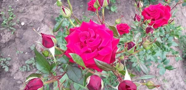 Roses Roses Sur Fond Vert Parterres Fleurs — Photo