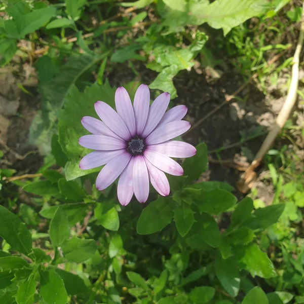 yeşil bir arka planda, çiçek tarhında mor papatya.