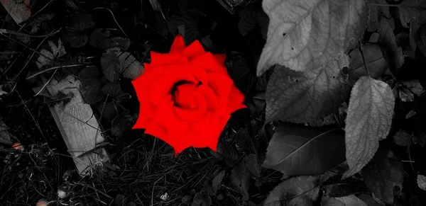 Rote Rose Auf Schwarzem Und Weißem Hintergrund — Stockfoto
