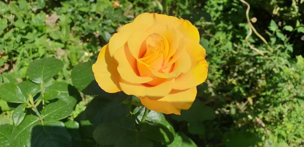 Hermosa Rosa Amarilla Sobre Fondo Verde — Foto de Stock