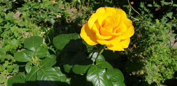 Hermosa Rosa Amarilla Sobre Fondo Verde — Foto de Stock