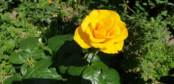 Hermosa Rosa Amarilla Sobre Fondo Verde — Foto de Stock