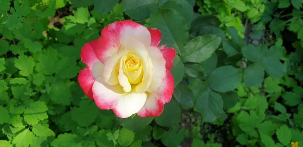 Rosa Teerose Rosa Schöne Rose — Stockfoto