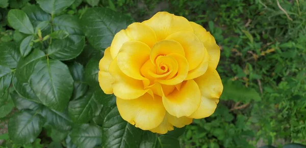 Beautiful Yellow Rose Green Background — Stock Photo, Image