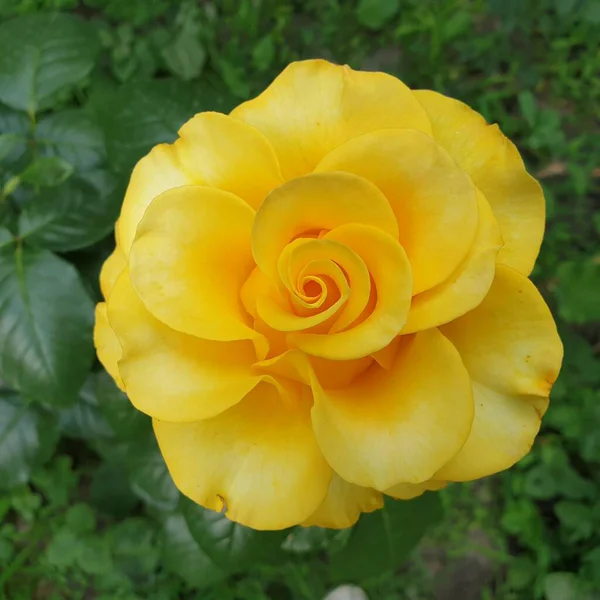 Schöne Gelbe Rose Auf Grünem Hintergrund — Stockfoto