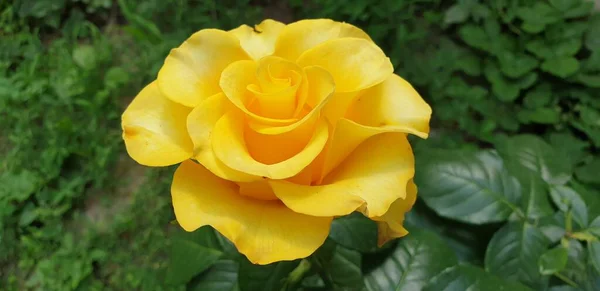 Schöne Gelbe Rose Auf Grünem Hintergrund — Stockfoto