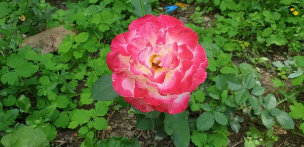 Rosa Teerose Rosa Schöne Rose — Stockfoto