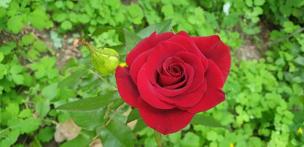 Rote Rose Rote Schöne Rose Auf Grünem Hintergrund — Stockfoto